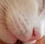 Kedi - Köpek Tüyü