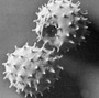 Polenler